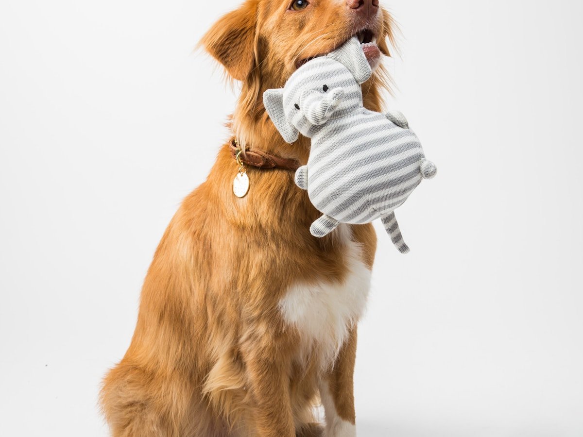 Ambiente ilustrativo de Produtos para animais