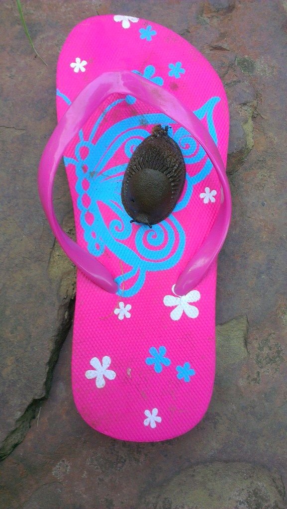 Chinelo Nuvem